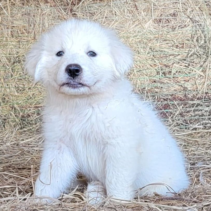 Goat Shop Ranch Goats for Sale, Goat Supplies